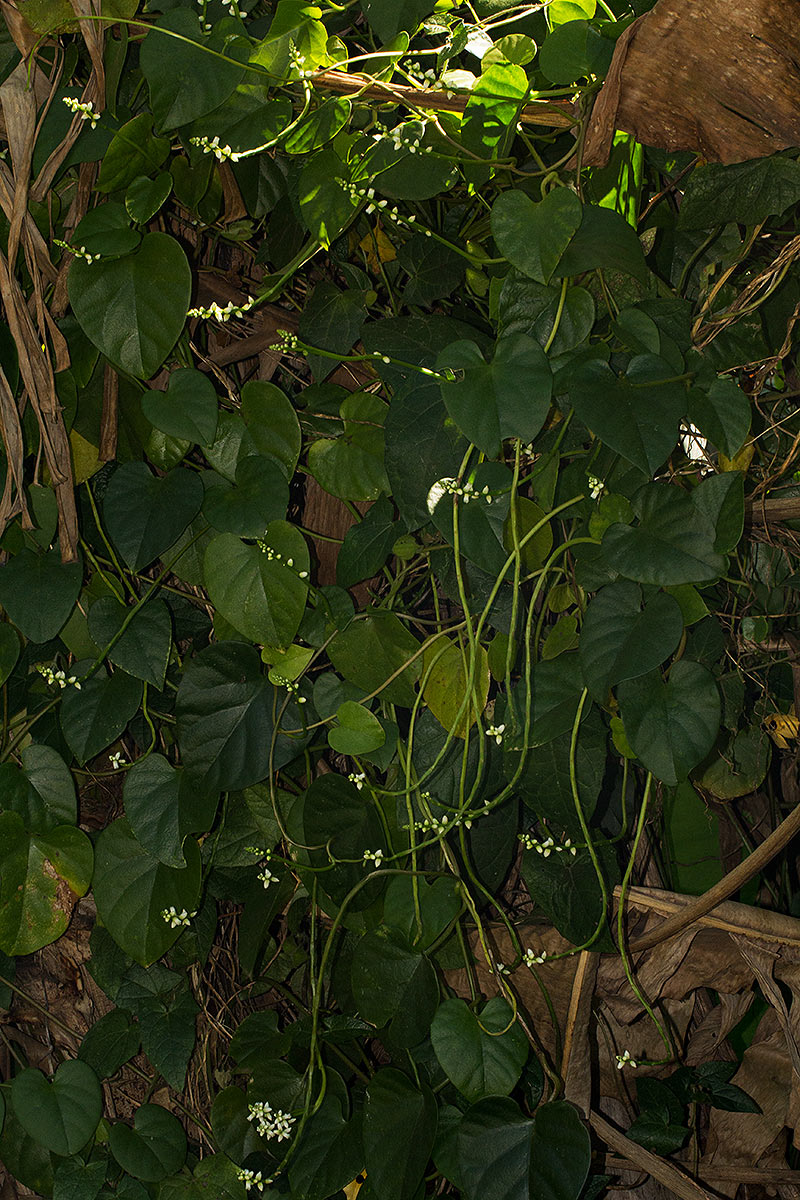 Basella alba Basella alba