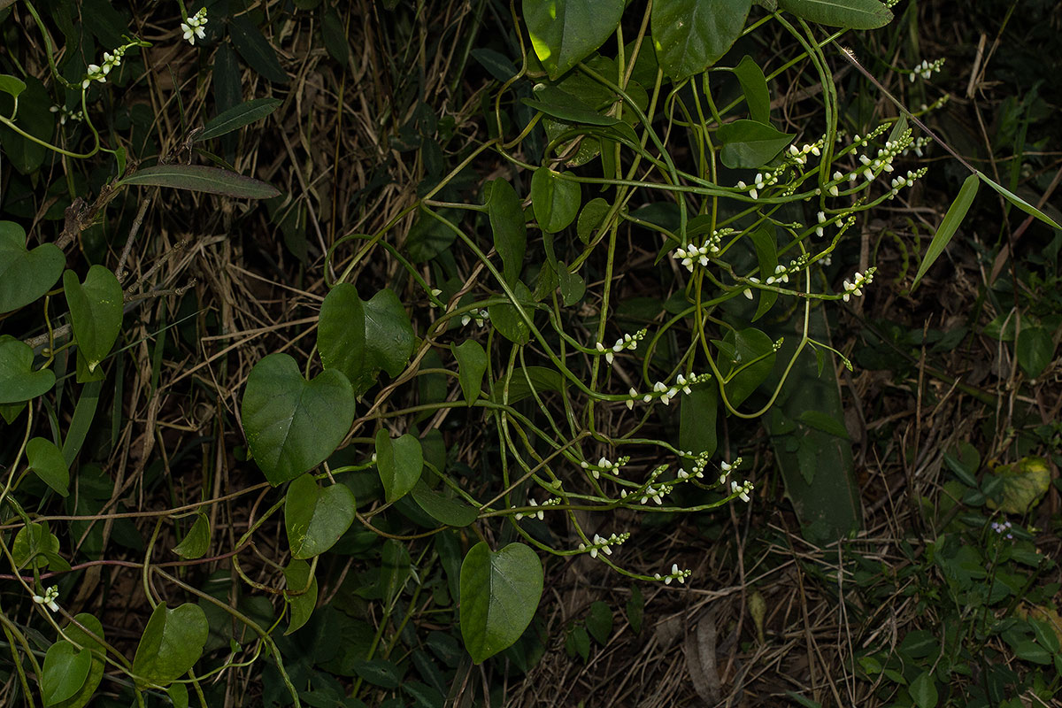 Basella alba Basella alba