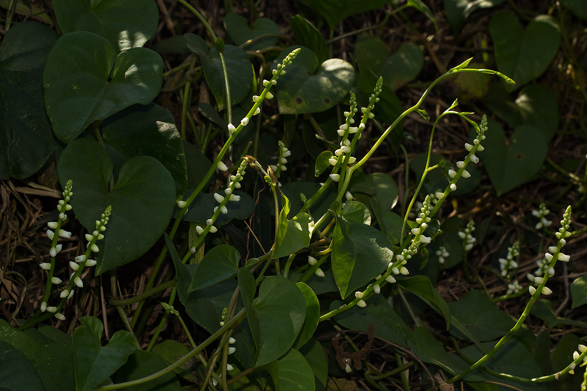 Basella alba Basella alba