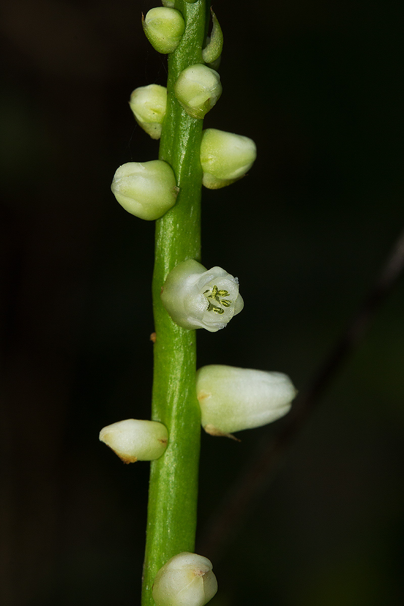 Basella alba Basella alba