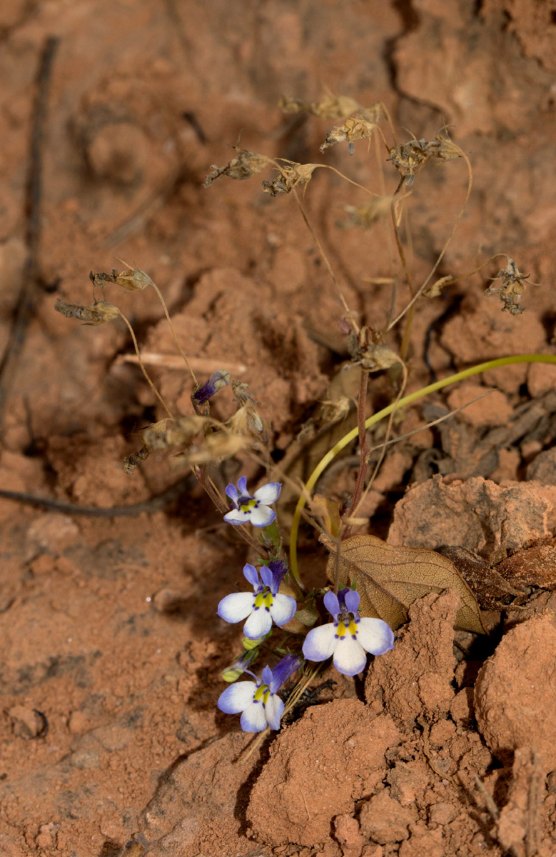 Lobelia trullifolia subsp. trullifolia