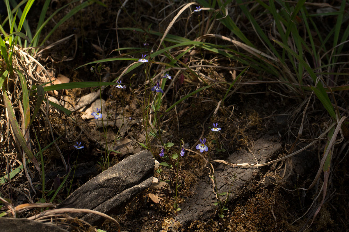 Lobelia trullifolia subsp. trullifolia