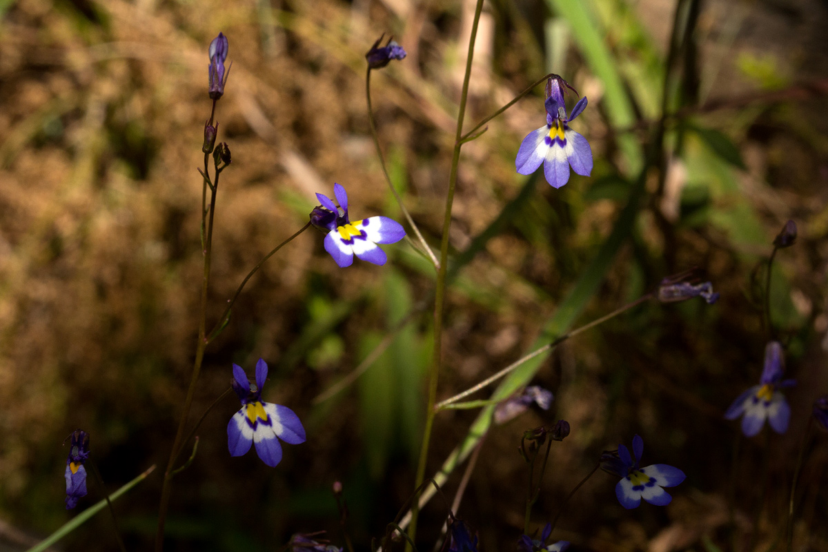 Lobelia trullifolia subsp. trullifolia