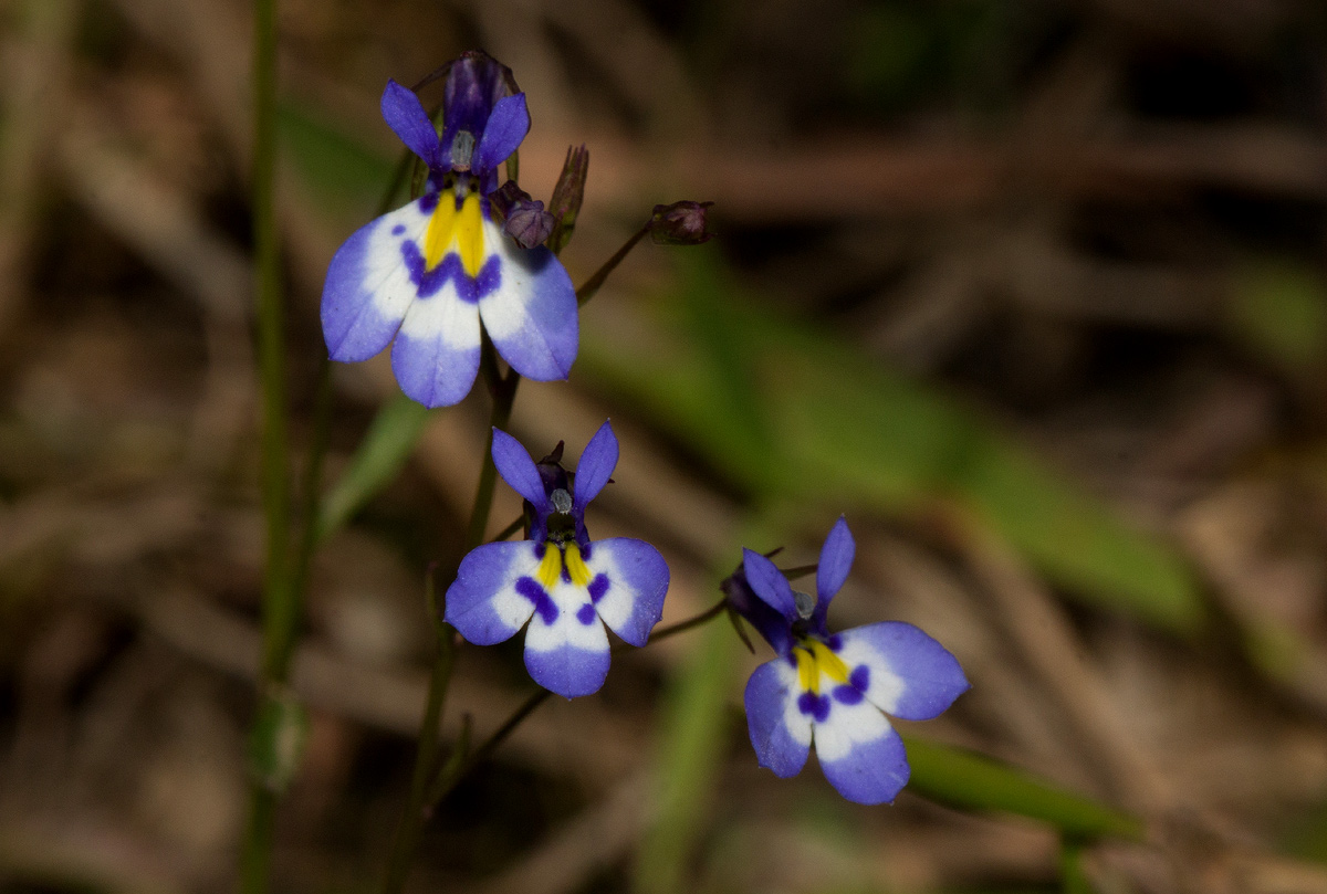 Lobelia trullifolia subsp. trullifolia