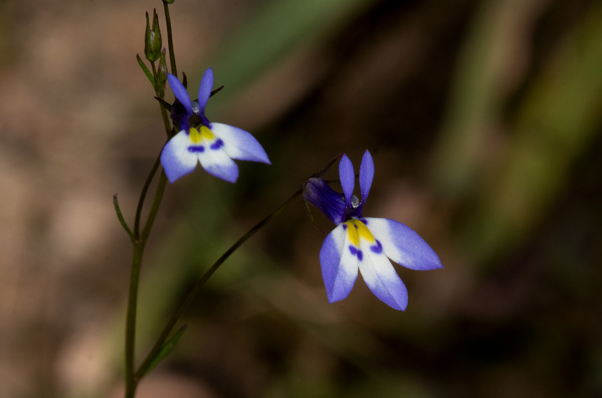 Lobelia trullifolia subsp. trullifolia