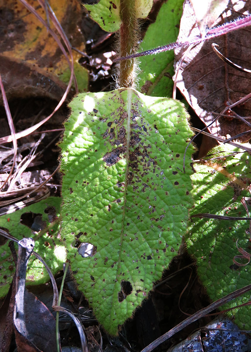 Monactinocephalus shirensis Monactinocephalus shirensis