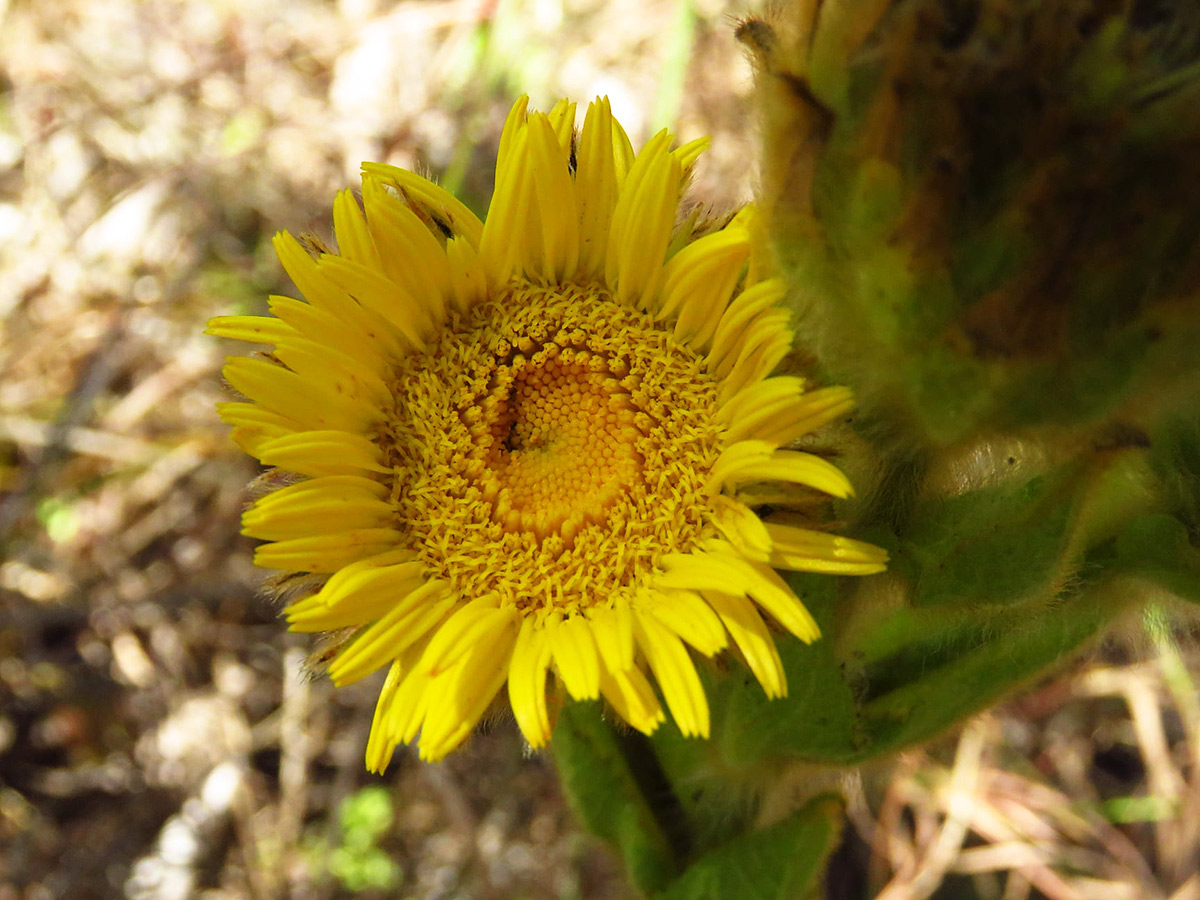 Monactinocephalus shirensis Monactinocephalus shirensis