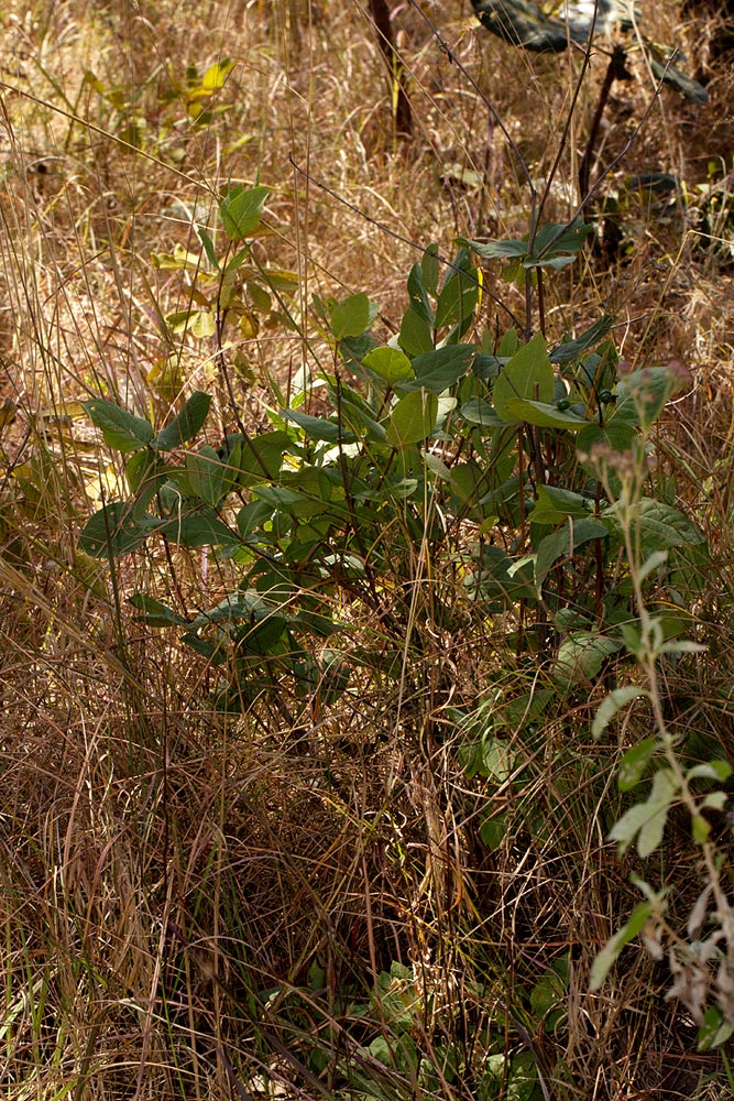 Fadogia triphylla var. triphylla