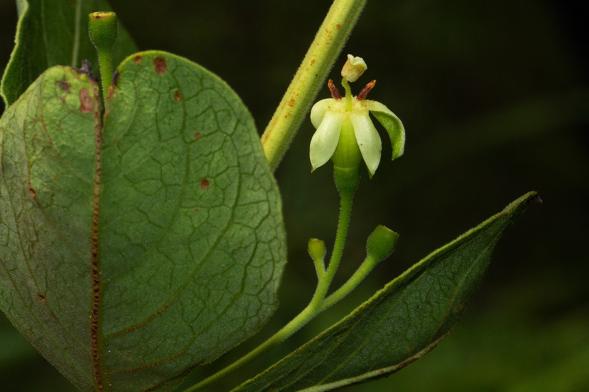 Fadogia triphylla var. triphylla