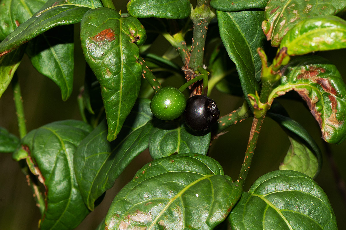 Rytigynia adenodonta var. reticulata