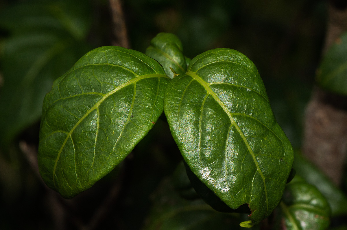 Rytigynia adenodonta var. reticulata