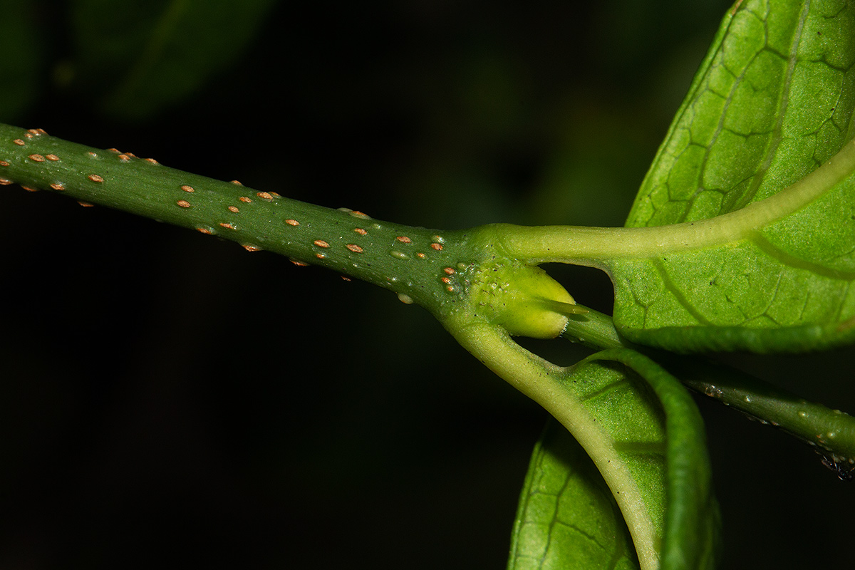 Rytigynia adenodonta var. reticulata Rytigynia adenodonta var. reticulata