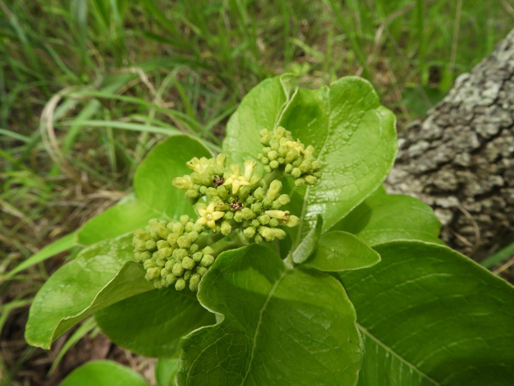 Multidentia crassa var. ampla