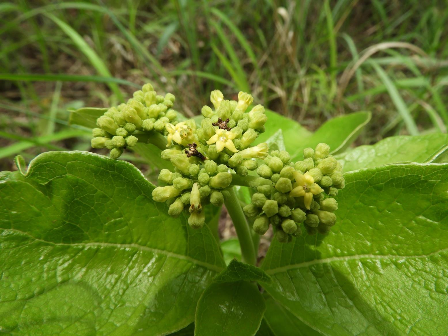 Multidentia crassa var. ampla