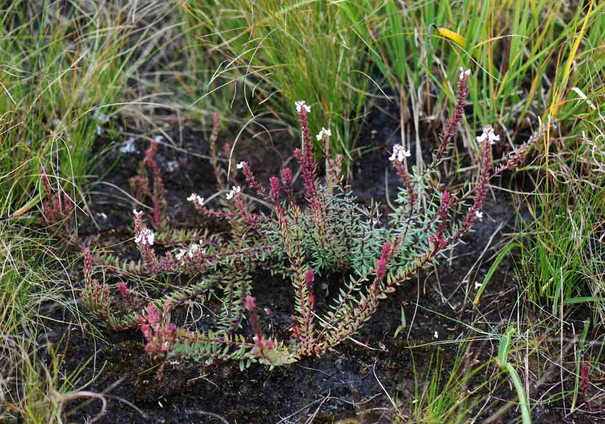 Aeollanthus subacaulis var. linearis
