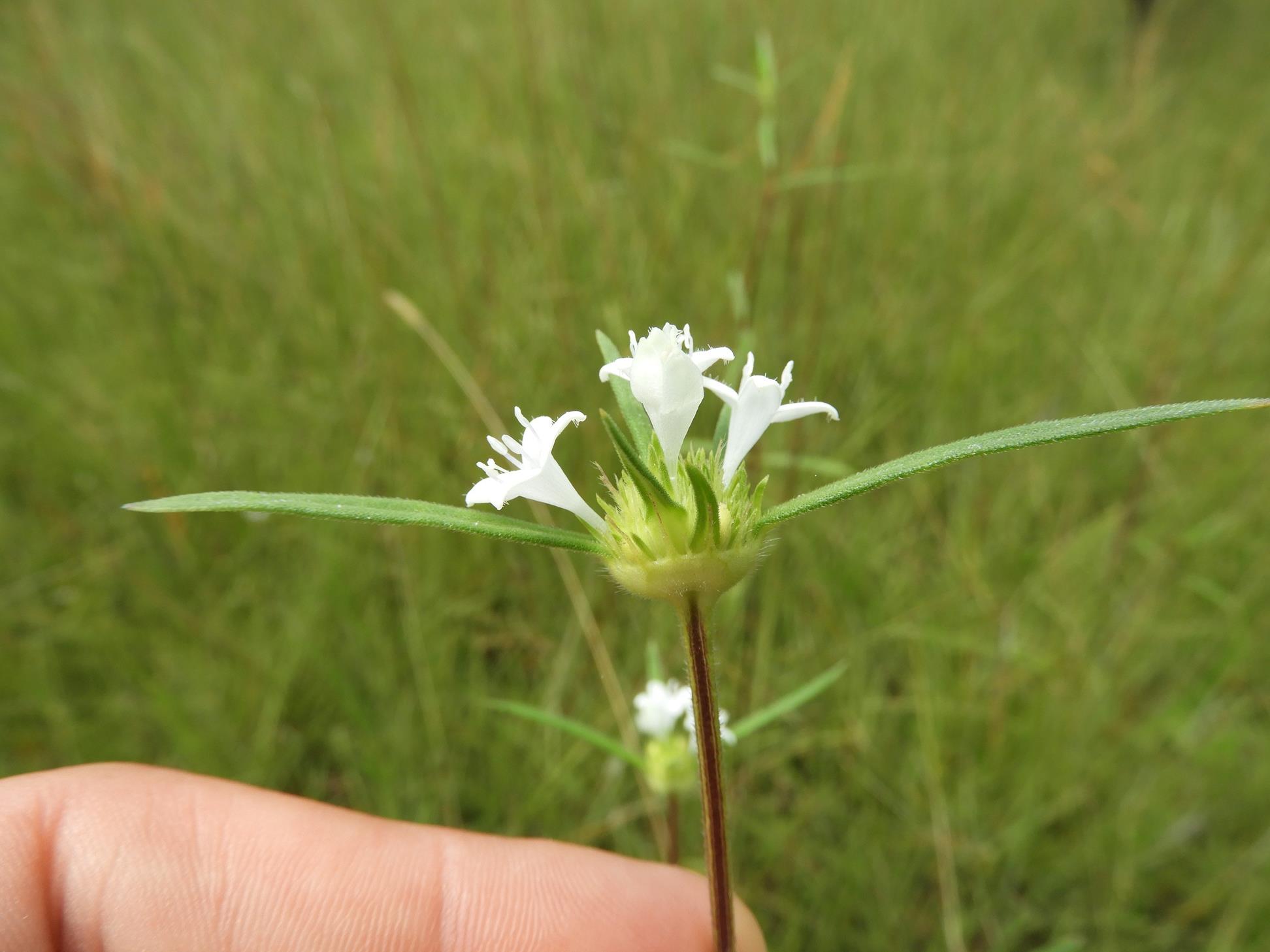 Spermacoce sphaerostigma