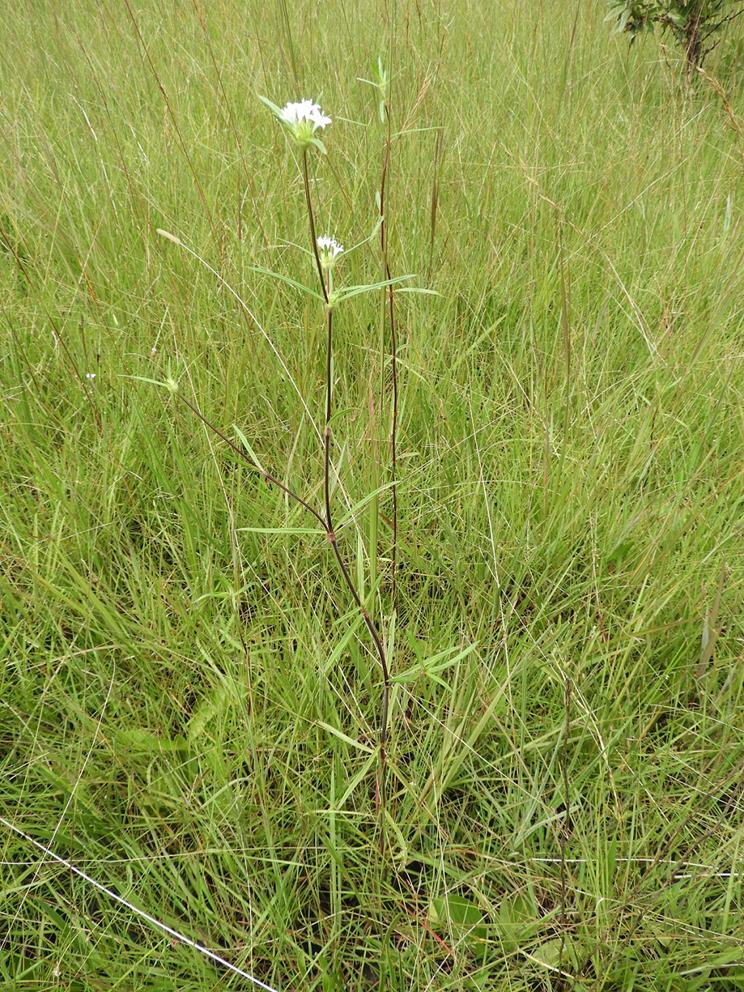 Spermacoce sphaerostigma