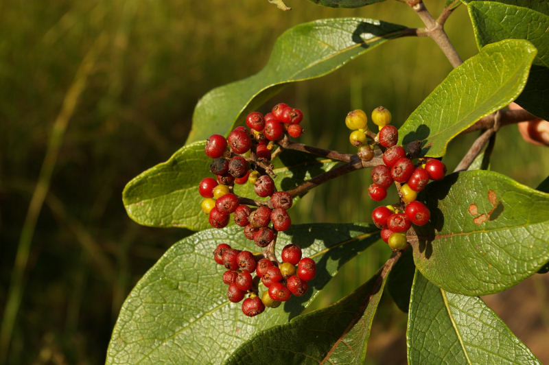 Psychotria eminiana var. eminiana