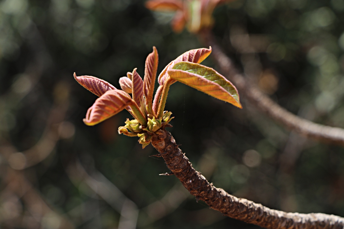 Sterculia tragacantha
