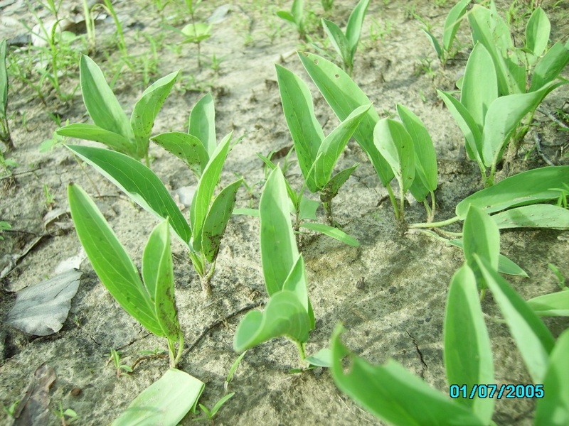 Stylochaeton borumensis