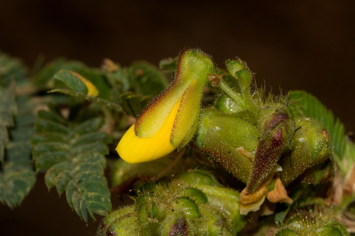 Kotschya uguenensis Kotschya uguenensis