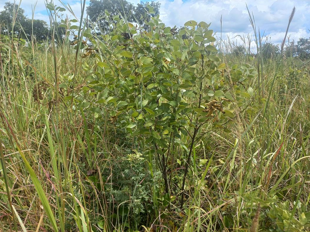 Mucuna stans Mucuna stans