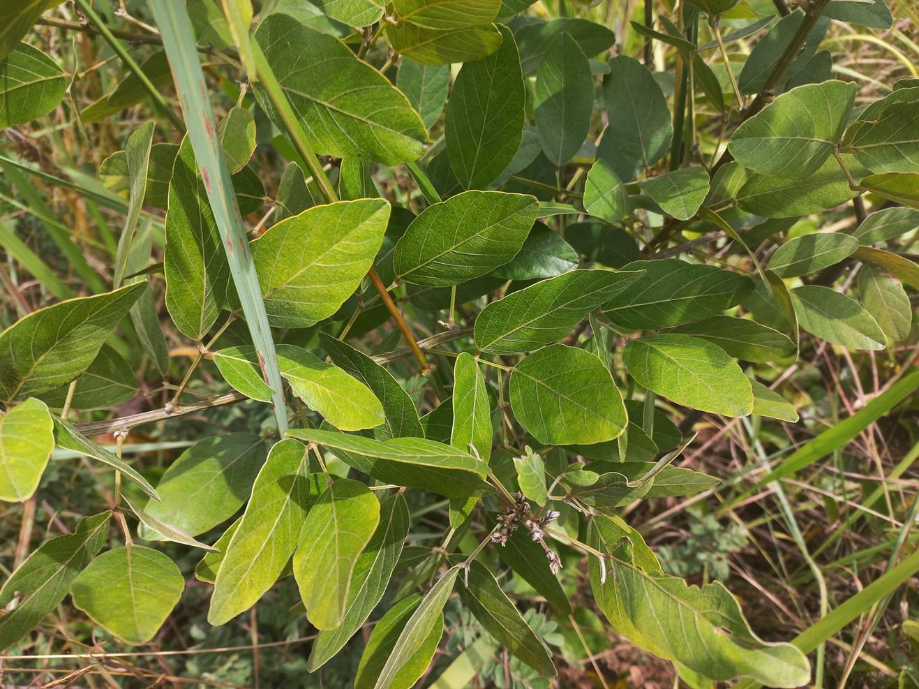 Mucuna stans Mucuna stans