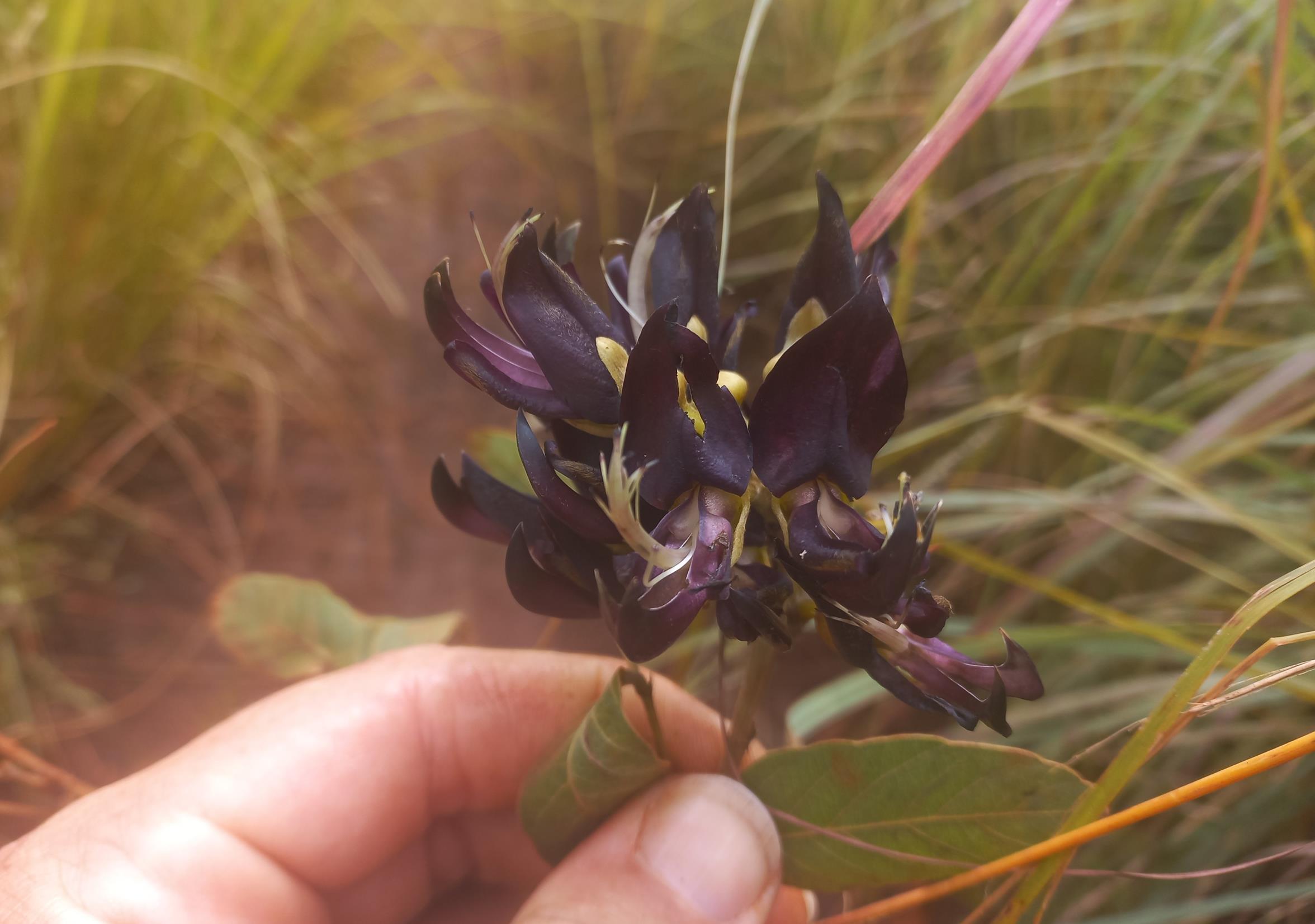 Mucuna stans Mucuna stans