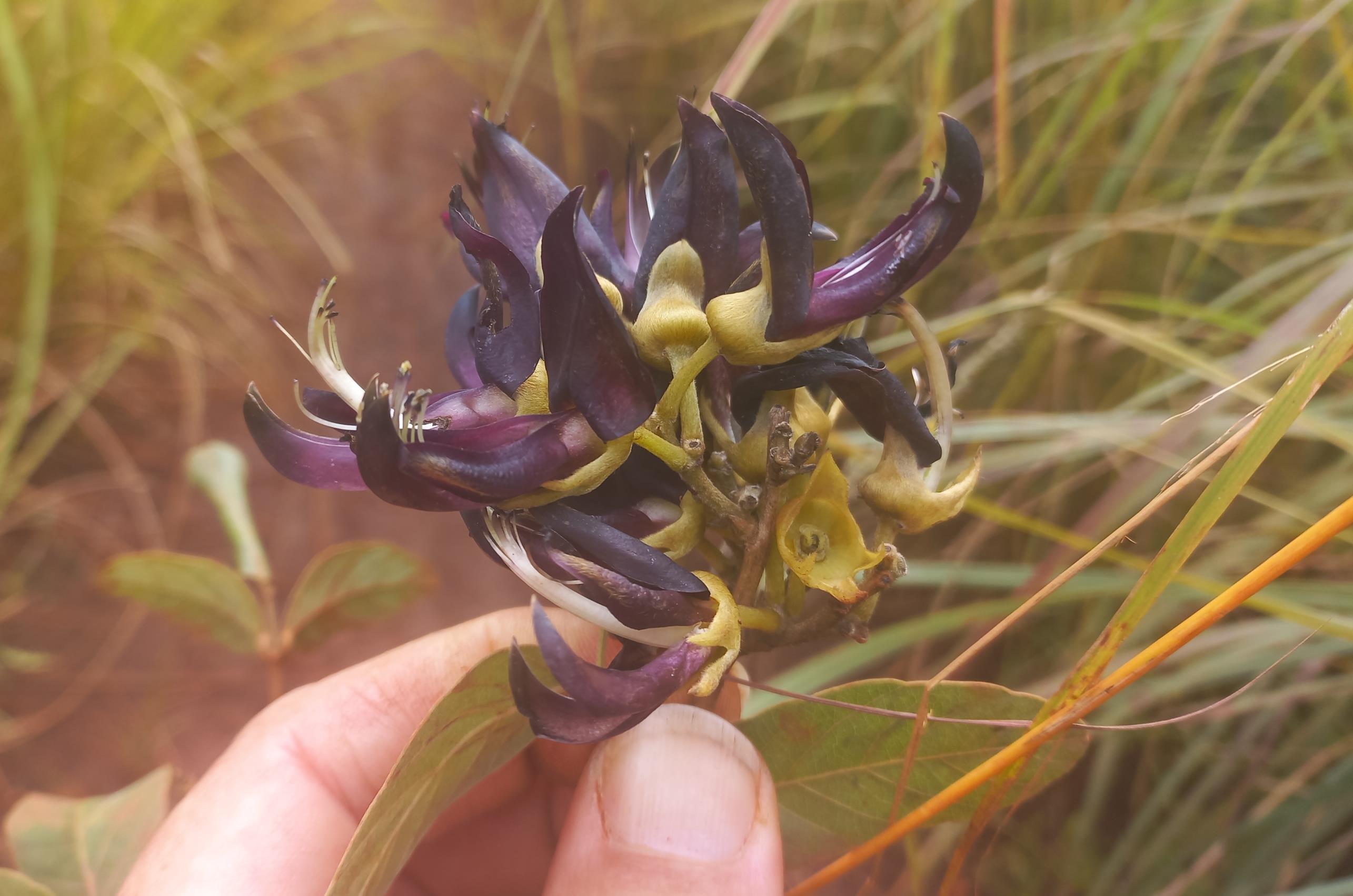 Mucuna stans Mucuna stans