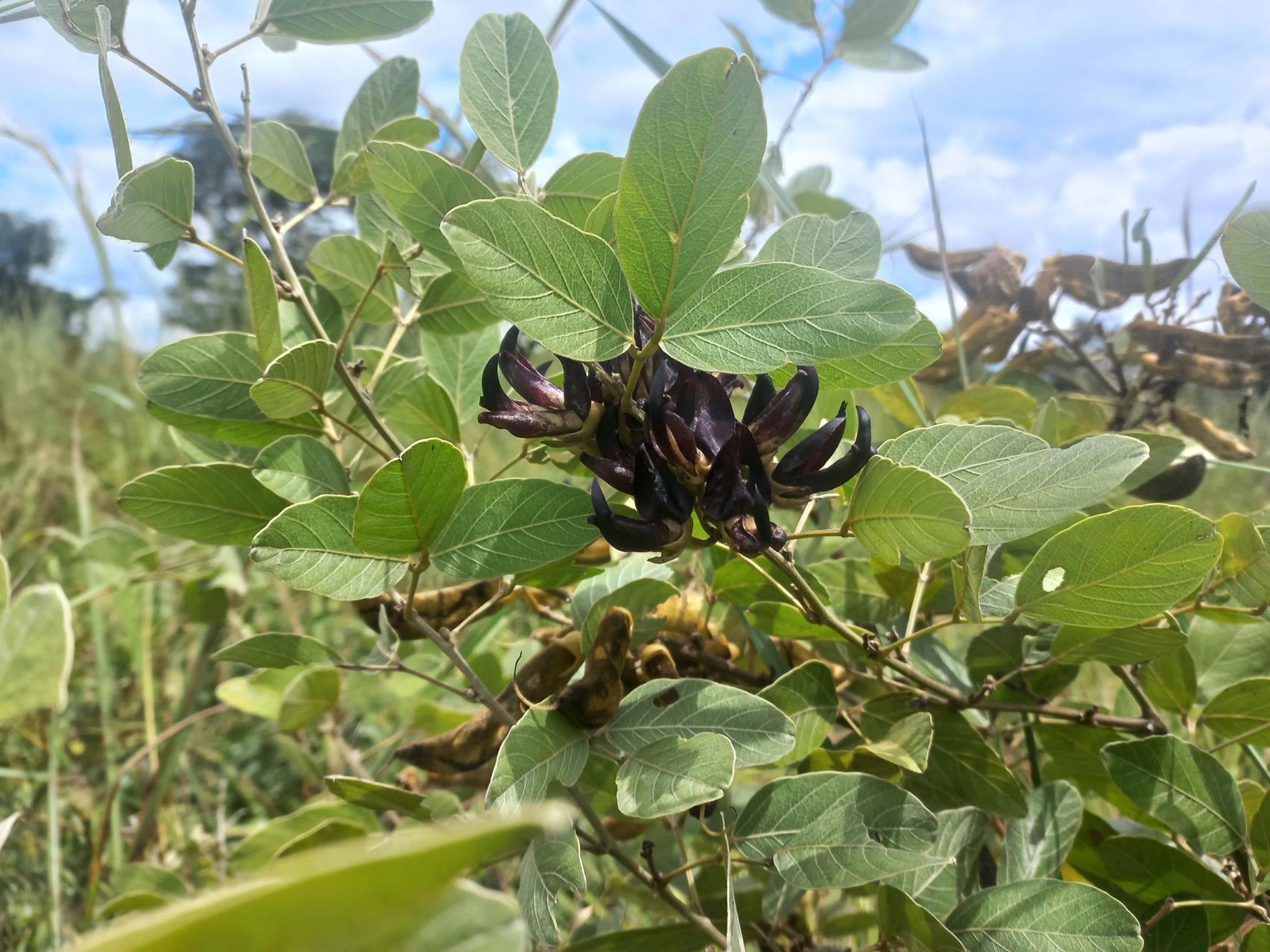 Mucuna stans Mucuna stans