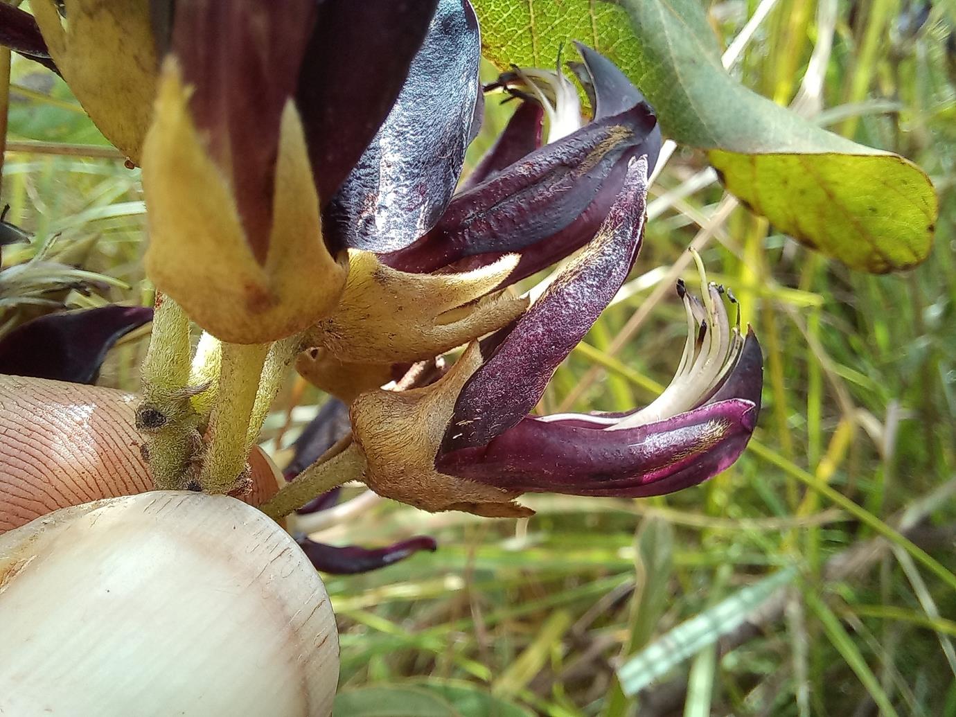 Mucuna stans Mucuna stans