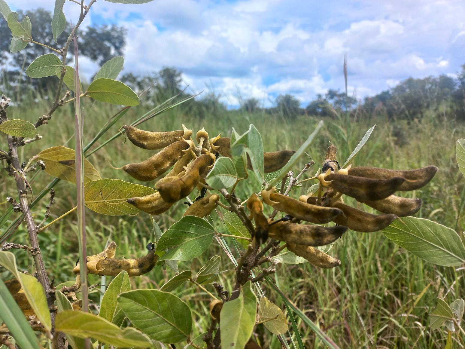 Mucuna stans Mucuna stans