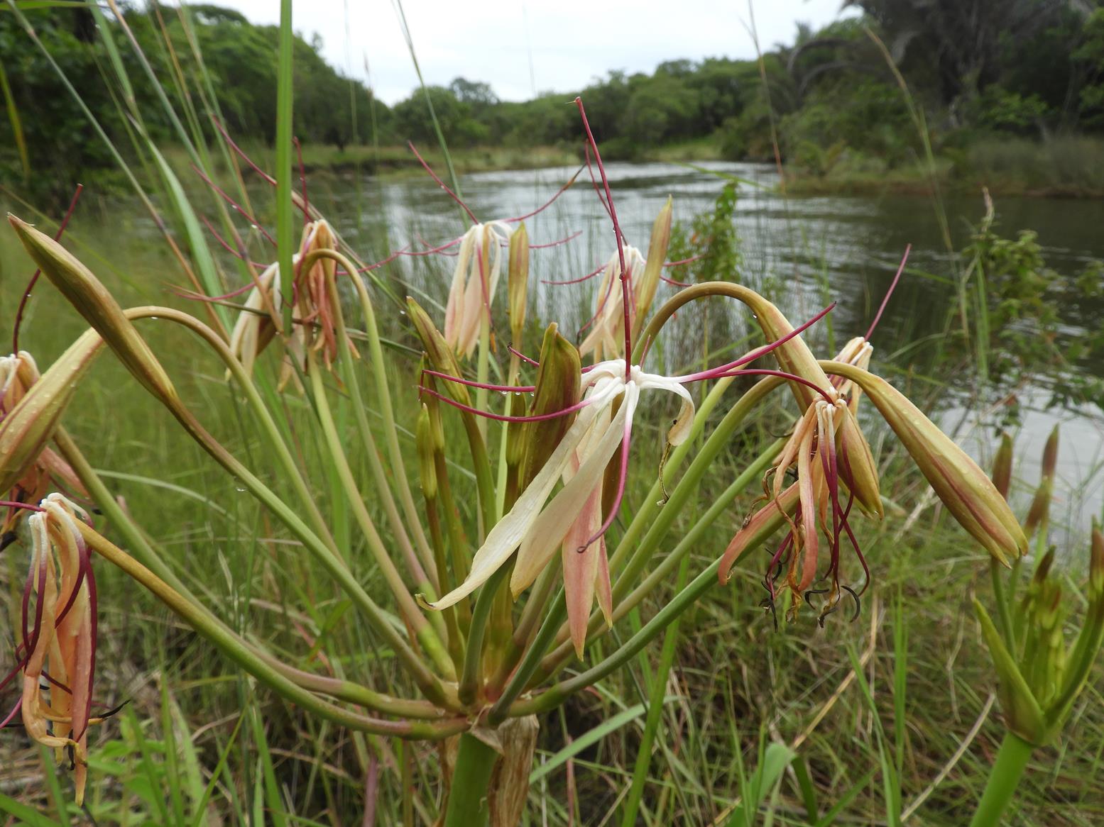 Crinum subcernuum Crinum subcernuum