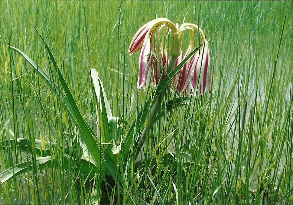 Crinum verdoorniae Crinum verdoorniae