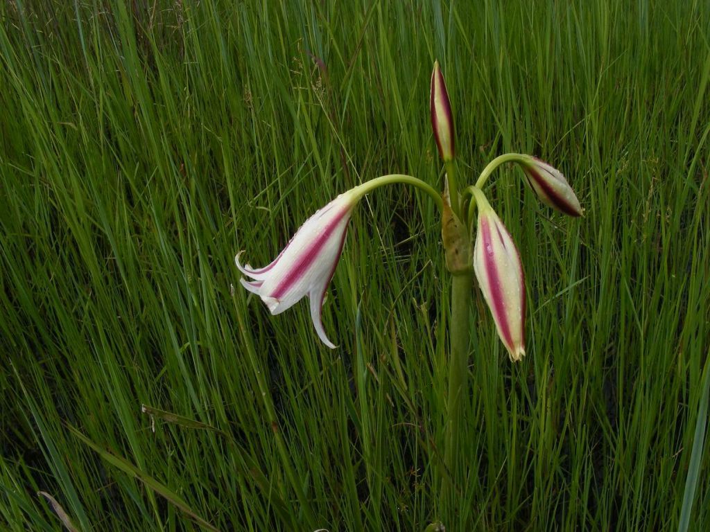 Crinum verdoorniae