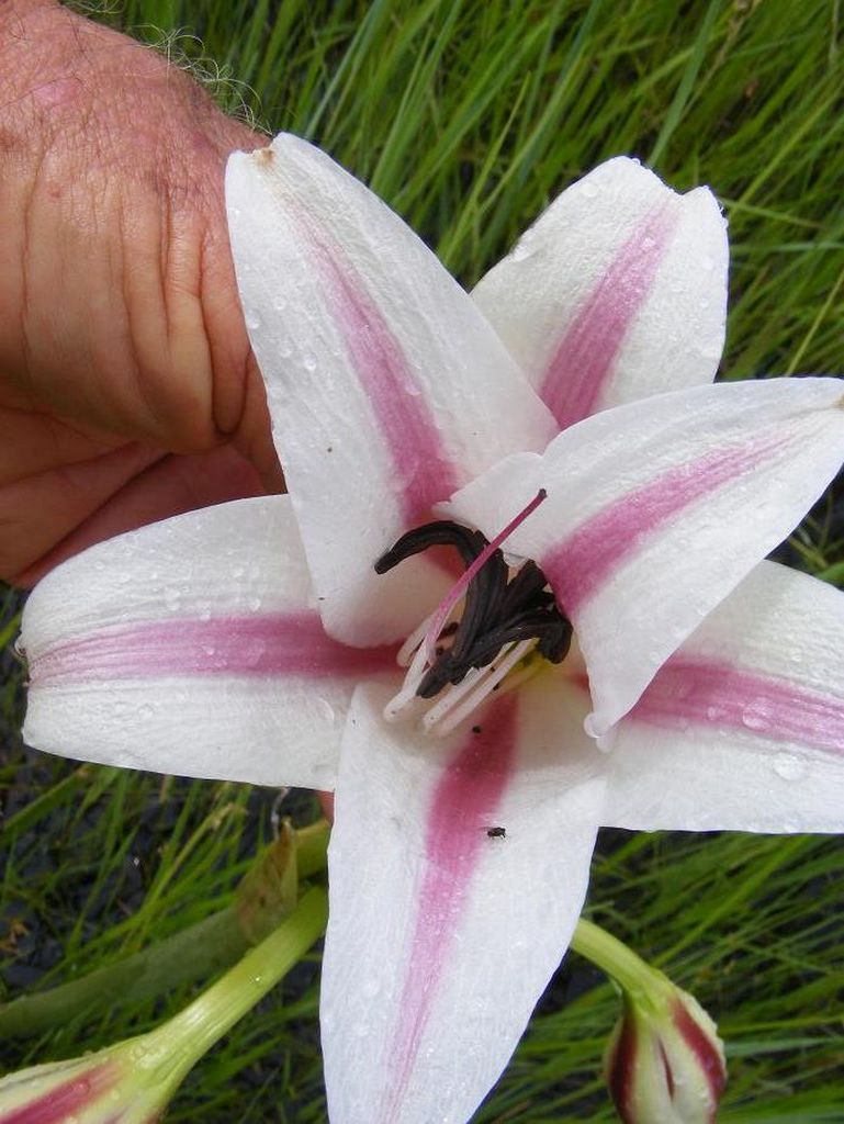 Crinum verdoorniae