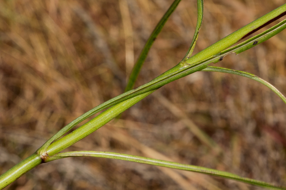 Cephalaria integrifolia Cephalaria integrifolia