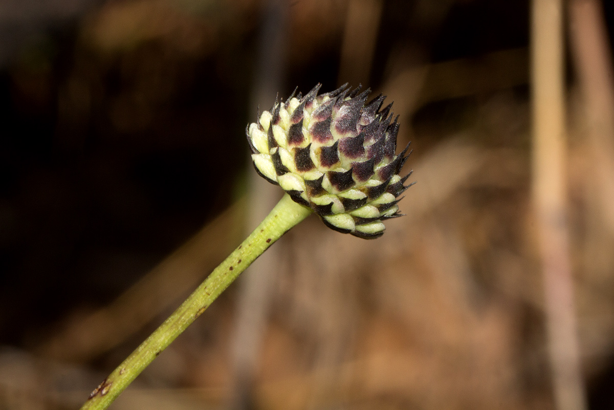 Cephalaria integrifolia