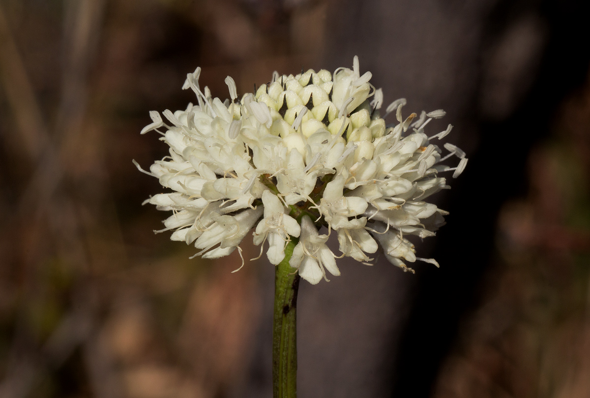 Cephalaria integrifolia