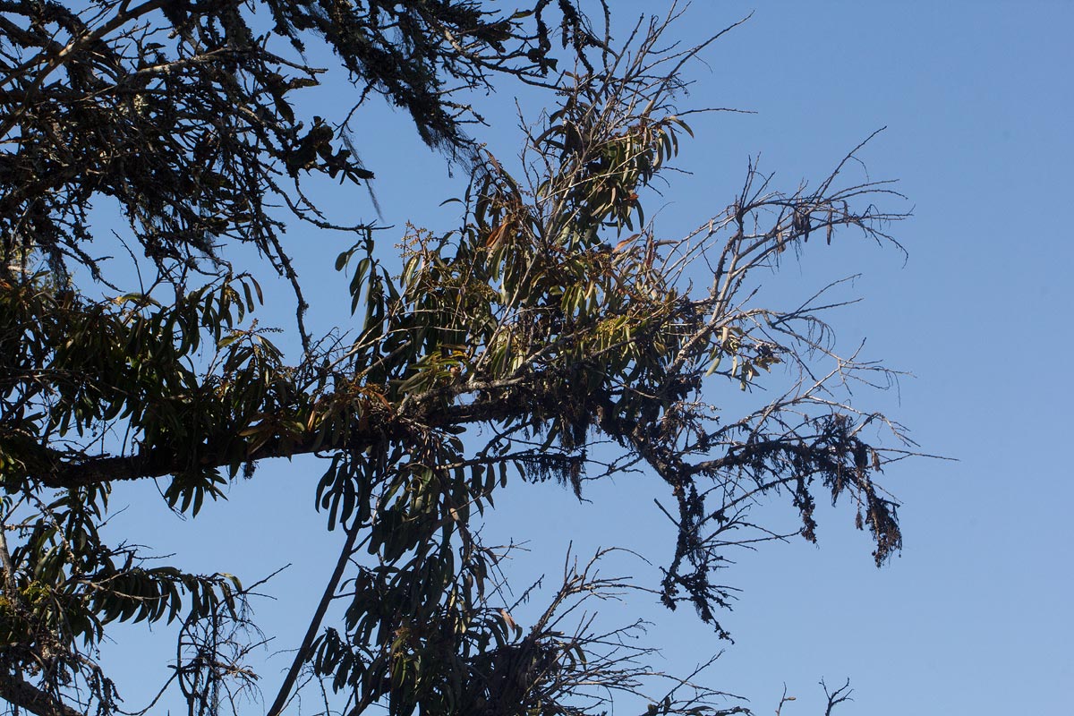 Agarista salicifolia