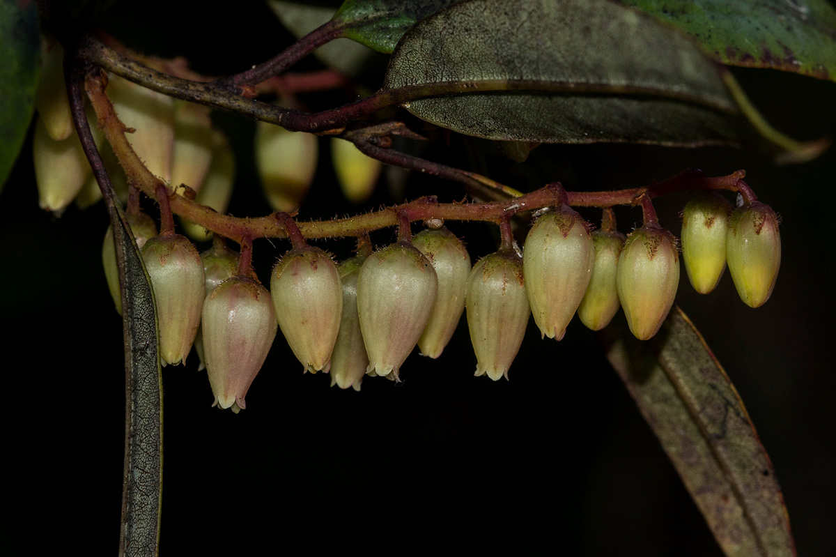Agarista salicifolia