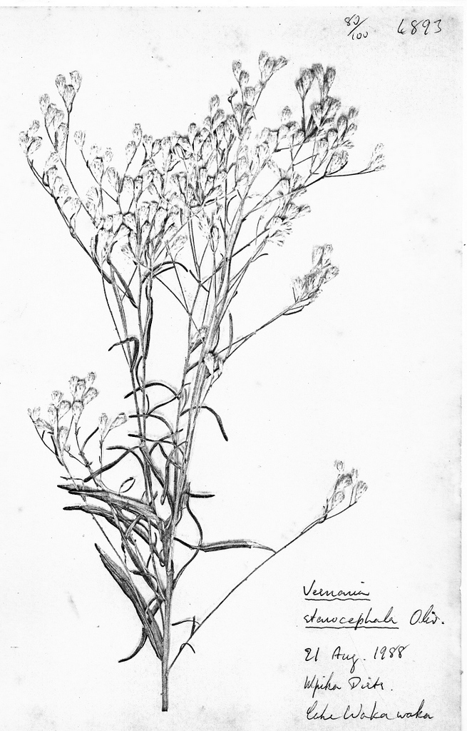 Vernonia stenocephala