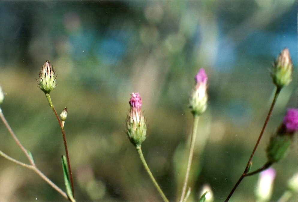 Vernonia jelfiae