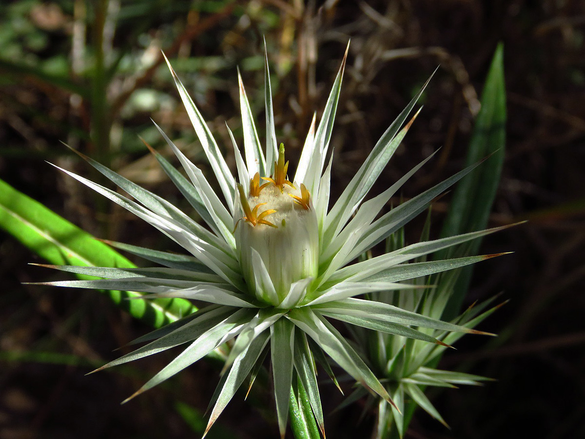 Macledium sessiliflorum