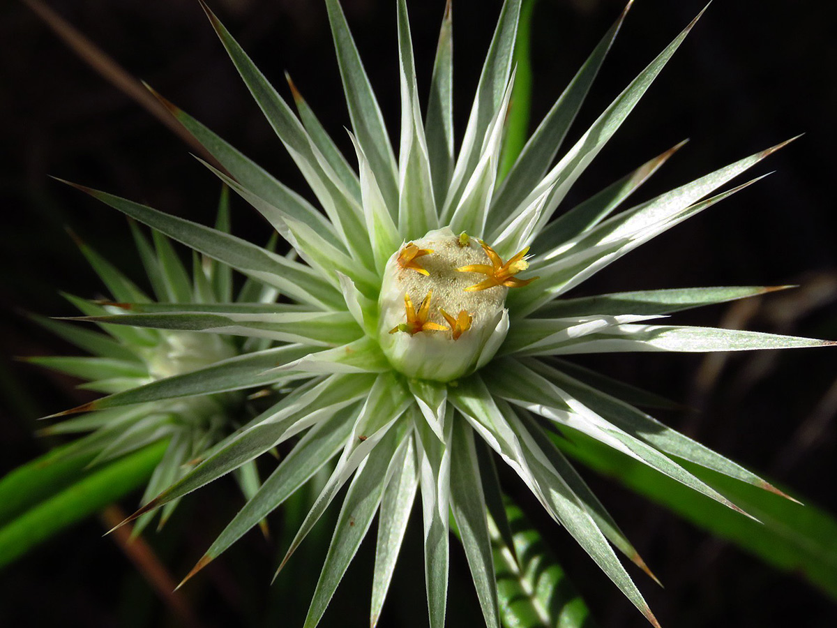 Macledium sessiliflorum