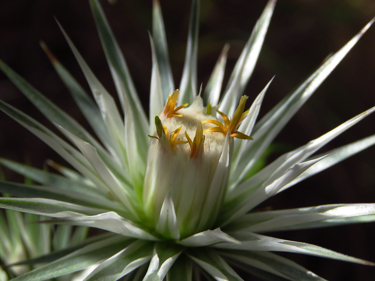 Macledium sessiliflorum