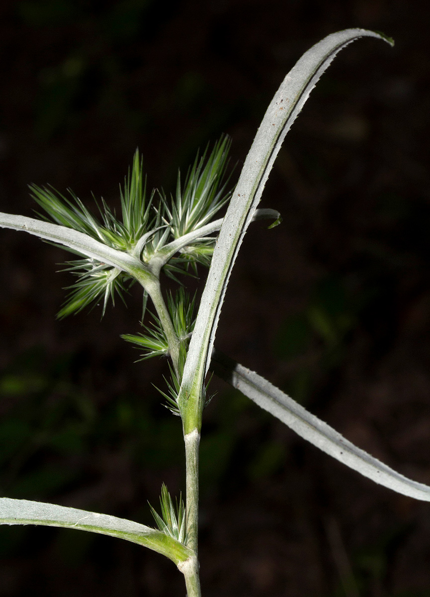 Macledium sessiliflorum