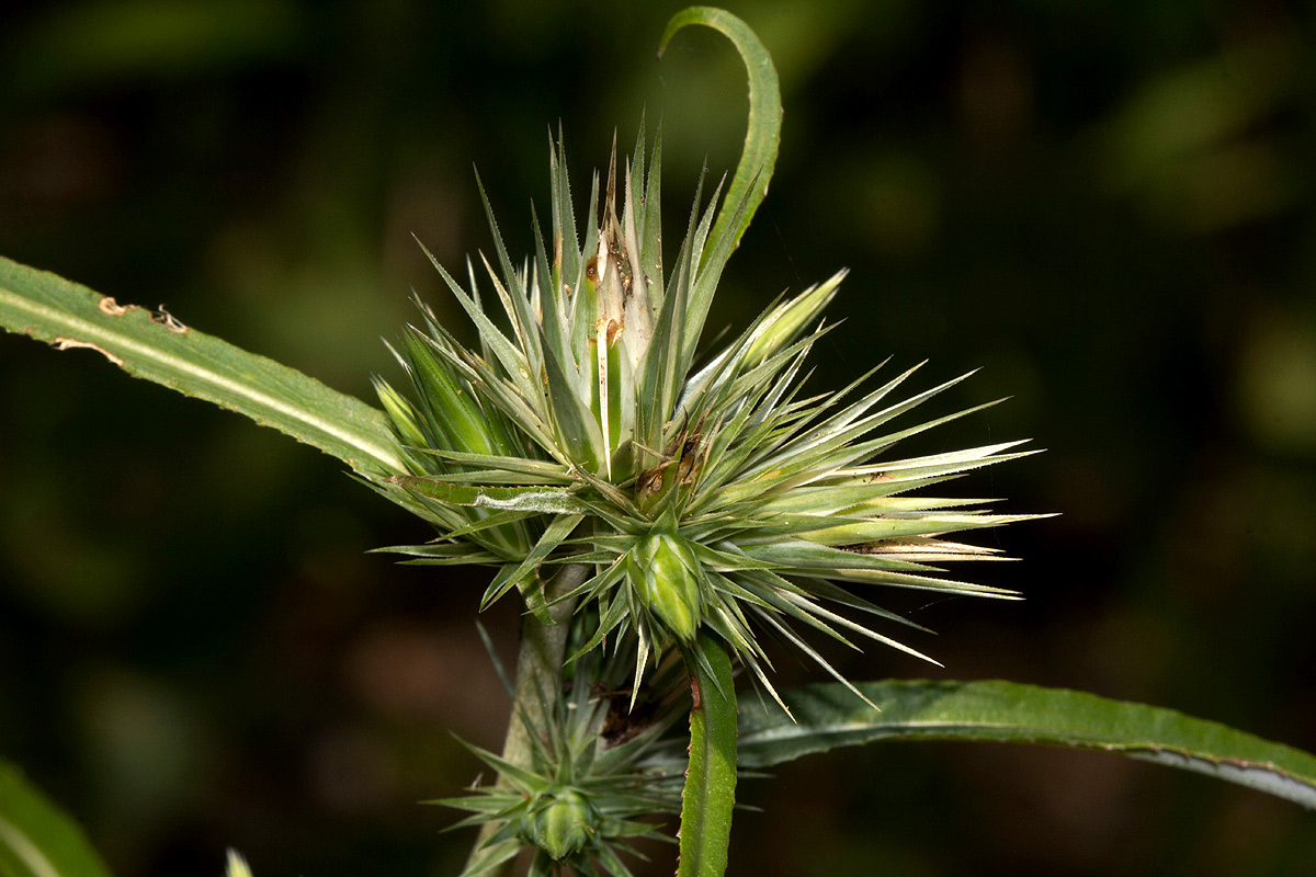 Macledium sessiliflorum