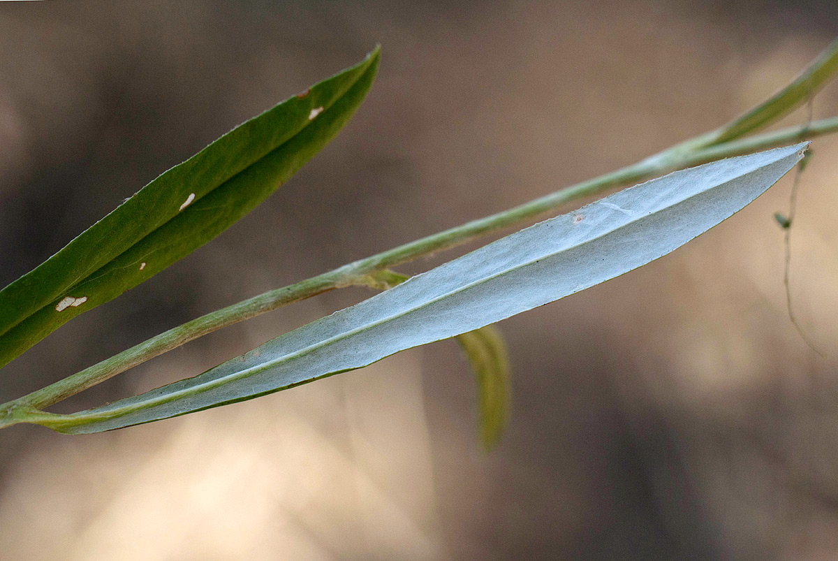Macledium sessiliflorum
