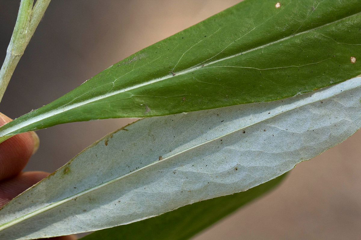Macledium sessiliflorum
